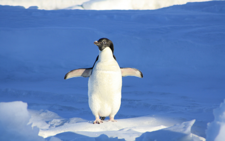 Penguin with wings spread standing on small ice floe - Image by Markus De Nitto from Pixabay
