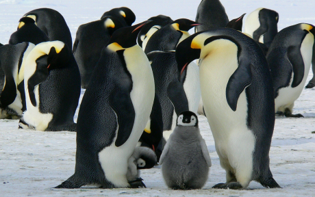 Penguins