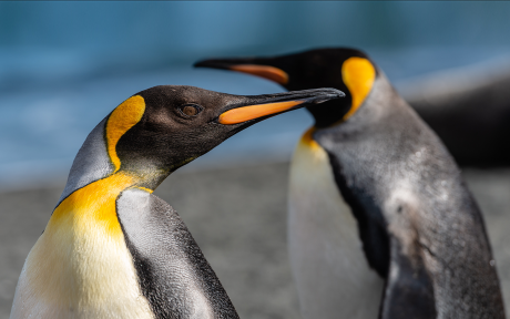 2 penguins - Photo by Paul Carroll on Unsplash