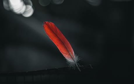Feather