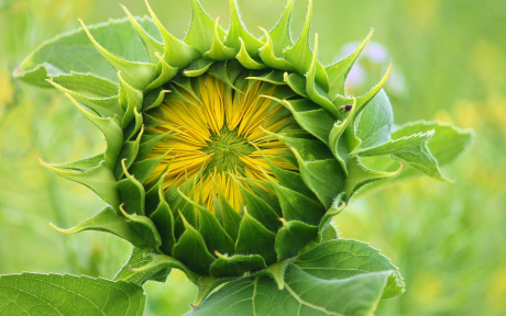 Sunflower Budding