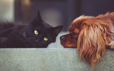 Puppy kitten apology