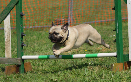 Dog Agility
