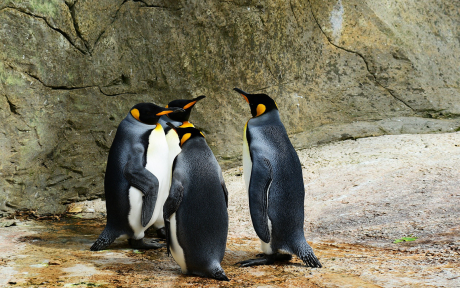 Penguins