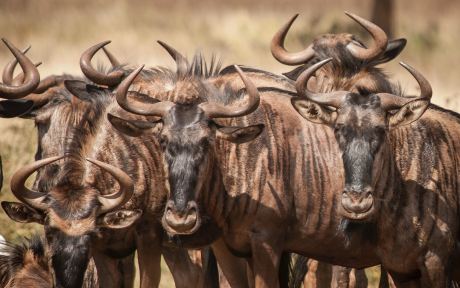 Gnu Wildebeest