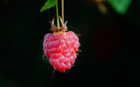 Raspberry