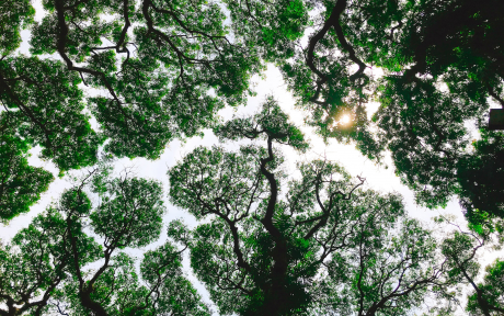 Tree canopy and sunlight - Photo by Firosnv. Photography on Unsplash