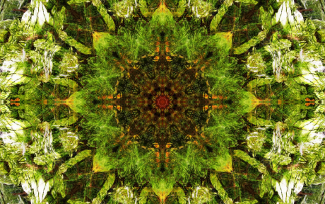 Kaleidoscope pattern from nature – Image by Susbany from Pixabay