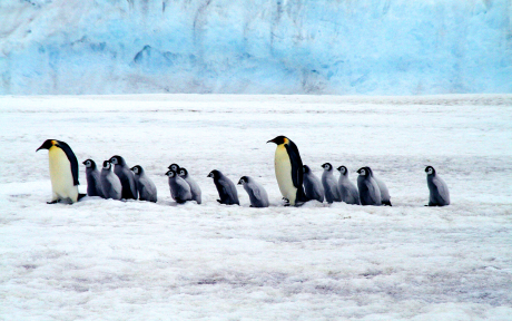 Penguins on ice marching; Image by Barbara Dougherty from Pixabay