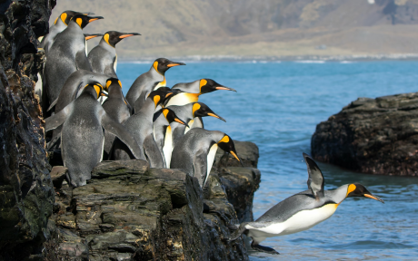 Penguins on shore and jumping into water - Photo by Ian Parker on Unsplash