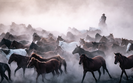 Rider rounding up horses in the dust – Photo by Ahmet Çığşar on Pexels.com