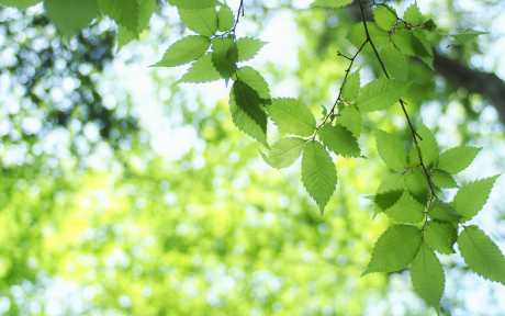 Green leaves and clear sky – Photo by Kumiko SHIMIZU on Unsplash