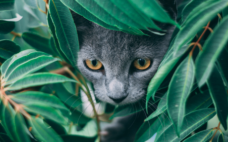 Grey cat hiding in foliage; Photo by Geronimo Giqueaux on Unsplash