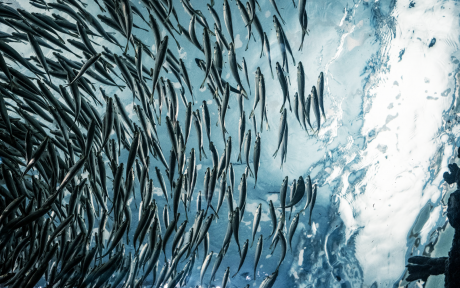 Ocean fish swimming in sync – Photo by Lance Anderson on Unsplash