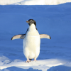 Penguin with wings spread standing on small ice floe - Image by Markus De Nitto from Pixabay