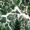 Tree canopy and sunlight - Photo by Firosnv. Photography on Unsplash