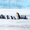 Penguins on ice marching; Image by Barbara Dougherty from Pixabay
