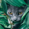 Grey cat hiding in foliage; Photo by Geronimo Giqueaux on Unsplash